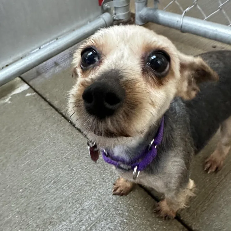 Amaryliss thumbnail 2