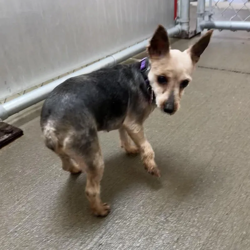 Amaryliss thumbnail 3