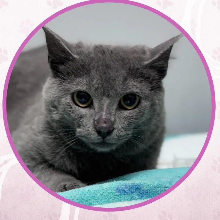 Katia Grim thumbnail 2