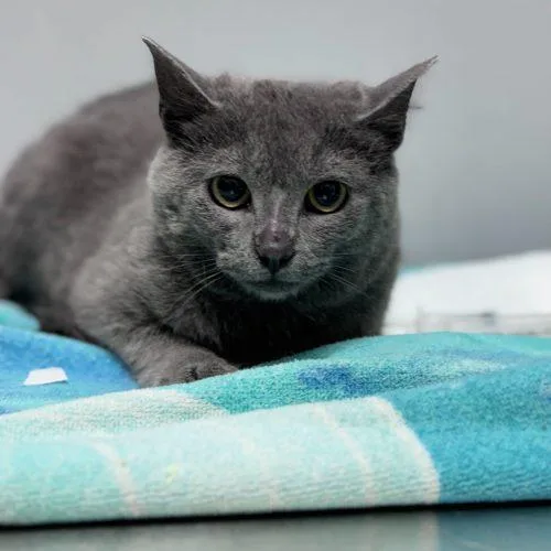 Katia Grim thumbnail 3