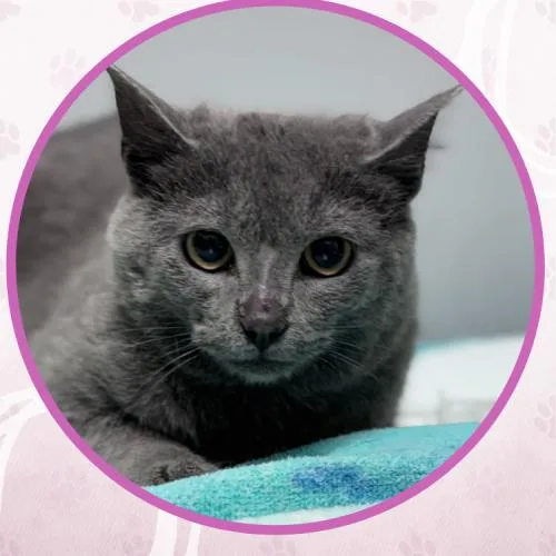 Katia Grim thumbnail 4