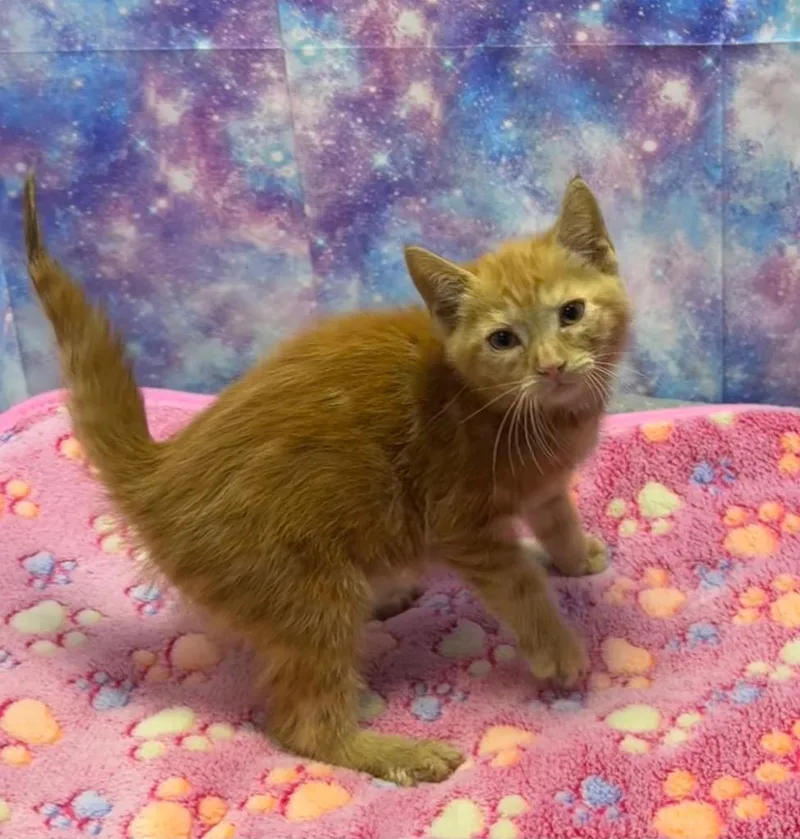 A baby small-sized female Domestic Short Hair cat named Coney for adoption in Washington Court House, OH