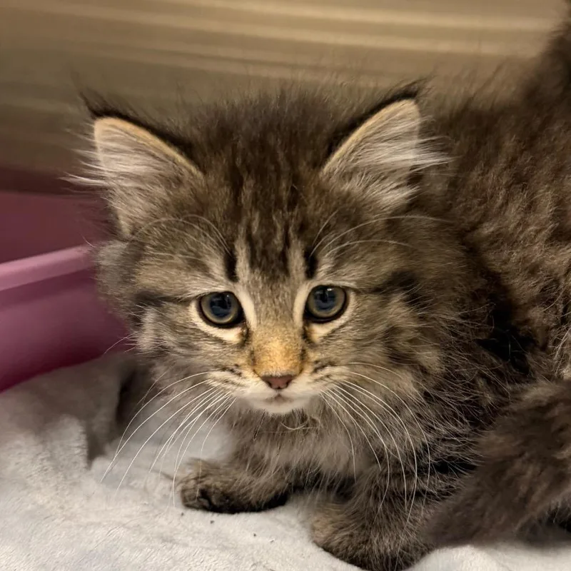 A baby small-sized female Gray / Blue / Silver Domestic Long Hair cat named Mei Mei for adoption in Cody, WY