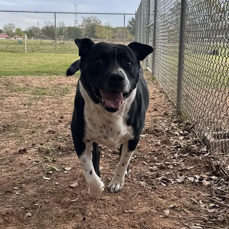 An adult large-sized male Mixed Breed dog named Ritchey Roo for adoption in Spring, TX