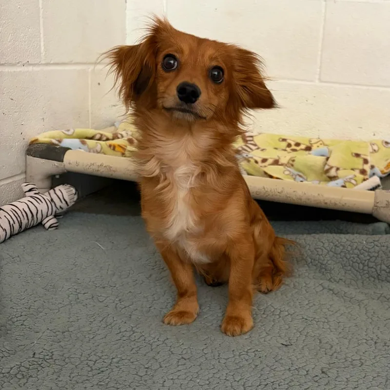 An adult medium-sized male Red / Chestnut / Orange Chihuahua dog named Seth for adoption in Grand Junction, CO