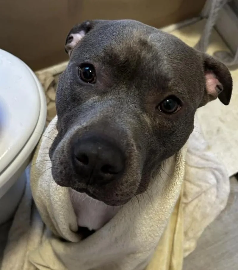 Slim Shady thumbnail 4