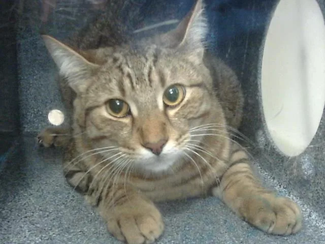 A young medium-sized male Domestic Short Hair cat named Leo for adoption in Dallas, TX