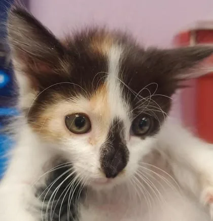 A baby small-sized female White Domestic Short Hair cat named Sweety for adoption in El Paso, TX