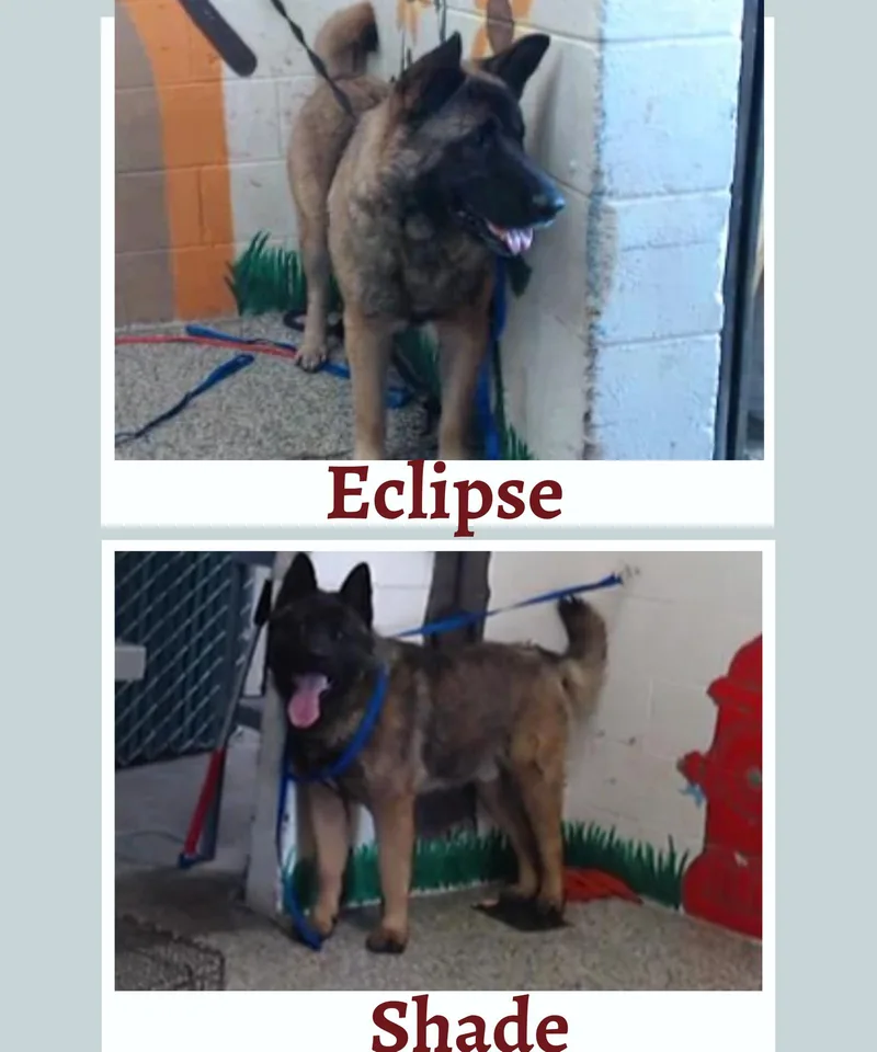 Eclipse And Shade thumbnail 3
