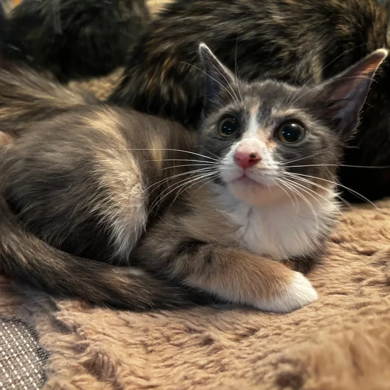 A baby small-sized female Calico Domestic Short Hair cat named Skipper for adoption in Evanston, IL
