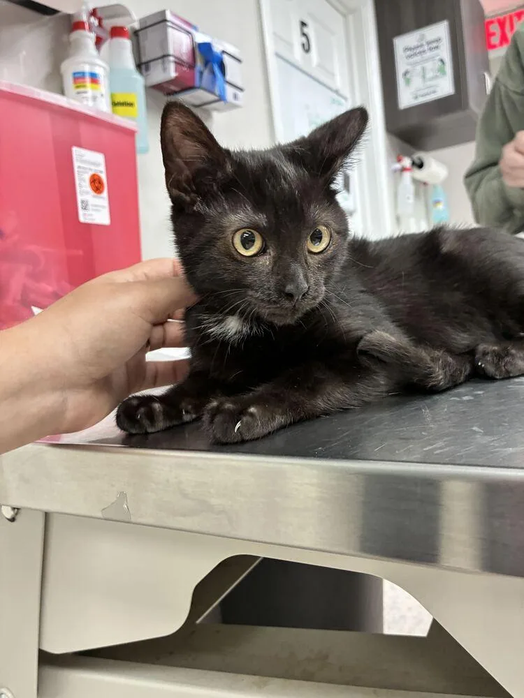 A baby small-sized male Domestic Short Hair cat named Black Bear for adoption in Marietta, GA