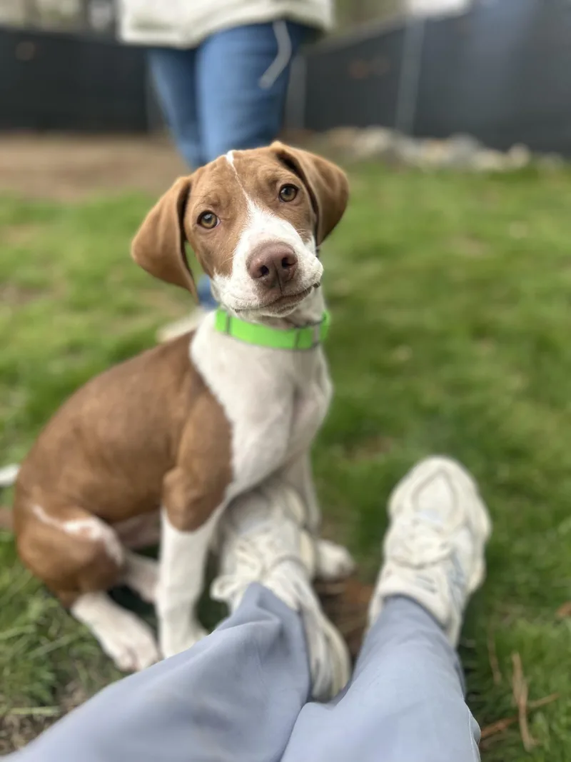 A baby large-sized male Red / Chestnut / Orange Hound dog named Dubi for adoption in Billerica, MA