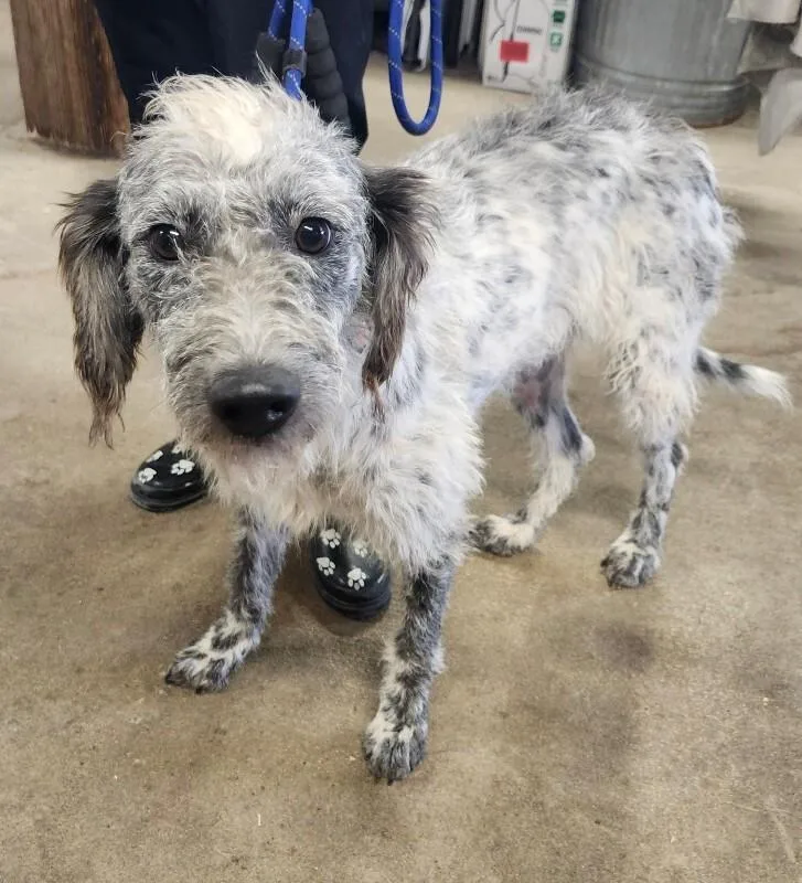 A young medium-sized female Australian Shepherd dog named Puddin for adoption in Windsor, CO
