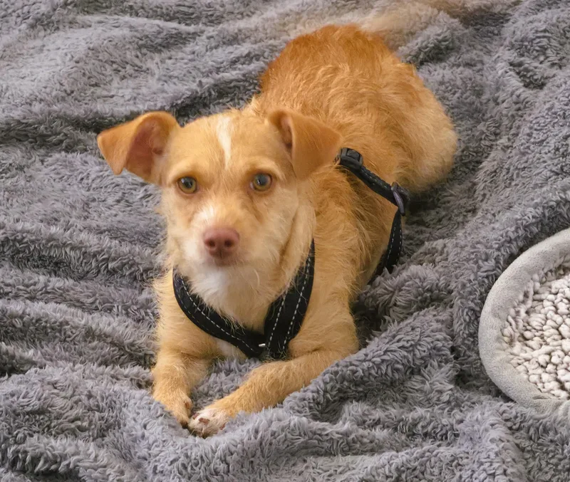 A young small-sized female Apricot / Beige Terrier dog named Amber Bear for adoption in tracy, CA