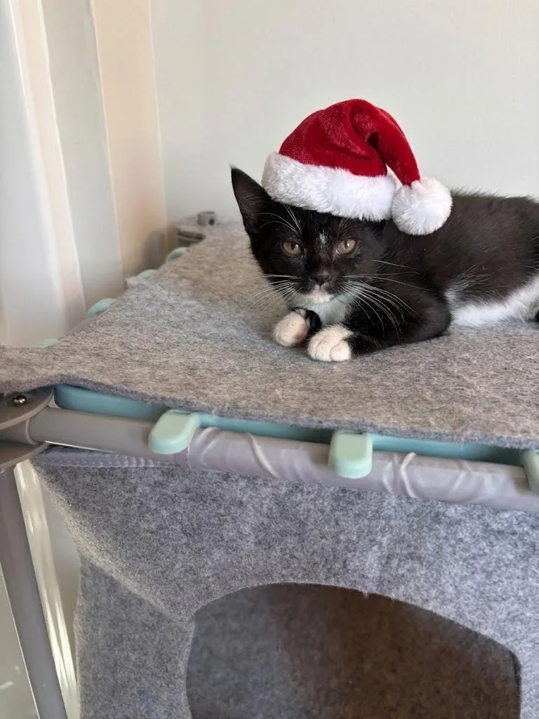 A baby small-sized male American Shorthair cat named Macon for adoption in Bethel Park, PA