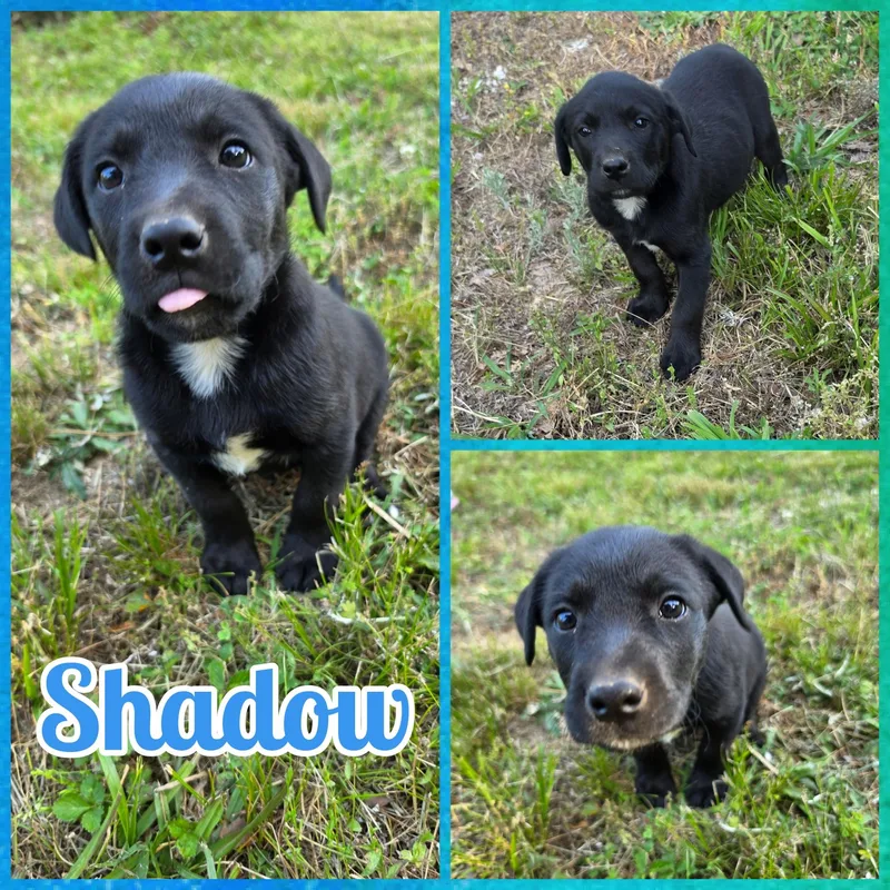 A baby medium-sized male Black Labrador Retriever dog named Shadow for adoption in Blacksburg, SC