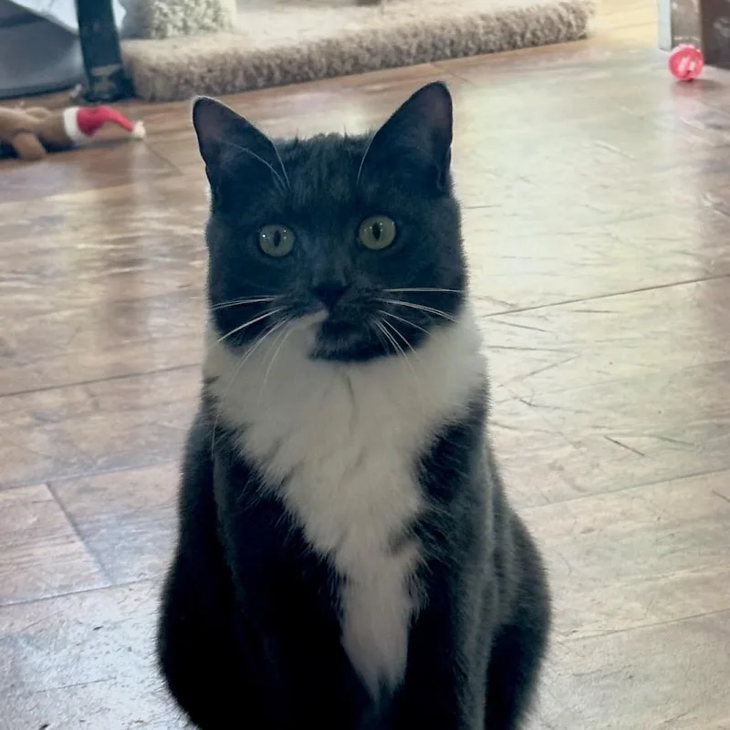 Mrs. Puff thumbnail 2