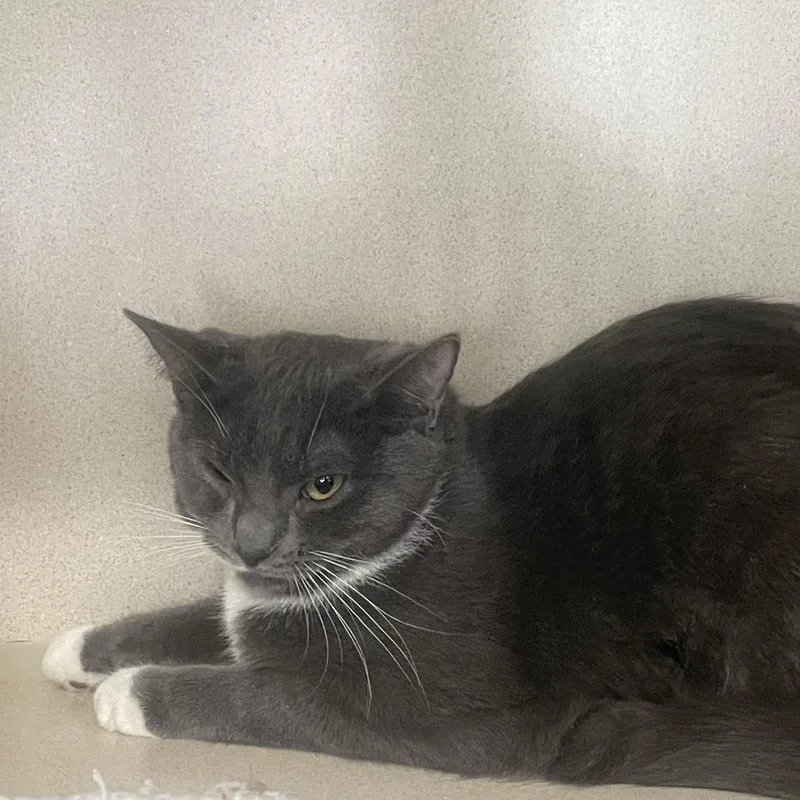 Mrs. Puff thumbnail 4