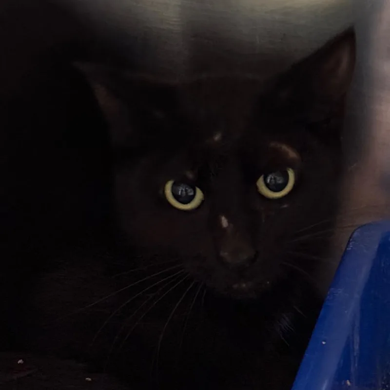 A baby small-sized female Black Domestic Short Hair cat named Slinky for adoption in Jacksonville, AR