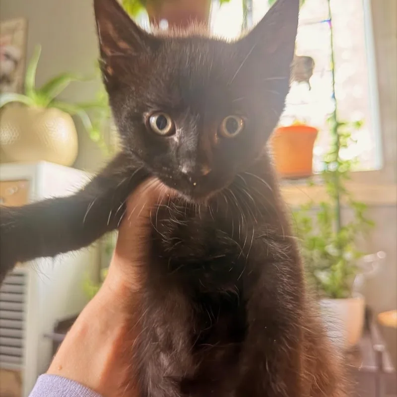 A baby small-sized male Black Domestic Short Hair cat named Thatch for adoption in Springfield, IL