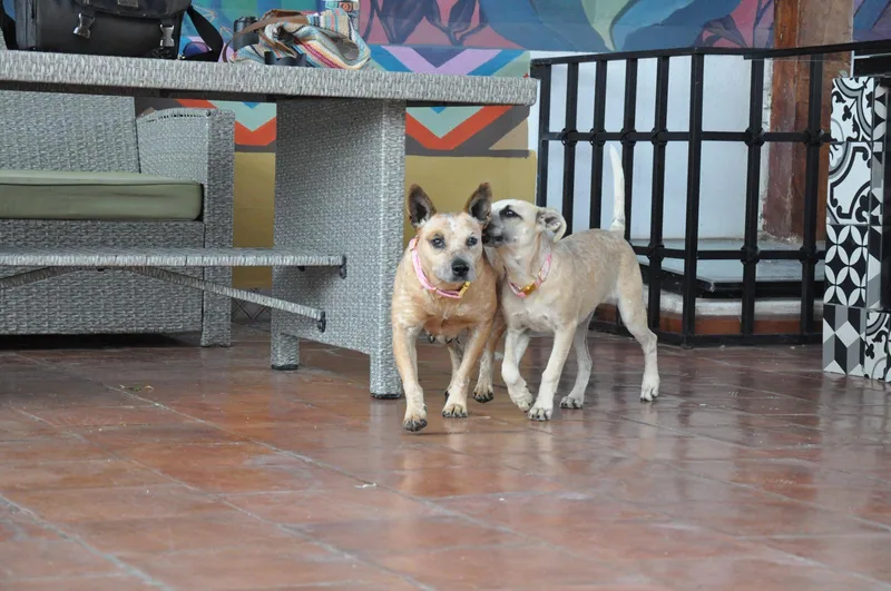 An adult medium-sized female Bicolor Australian Cattle Dog / Blue Heeler dog named Red for adoption in Austin, TX