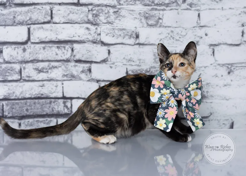 A baby medium-sized female Calico cat named Pepper for adoption in Tuscaloosa, AL
