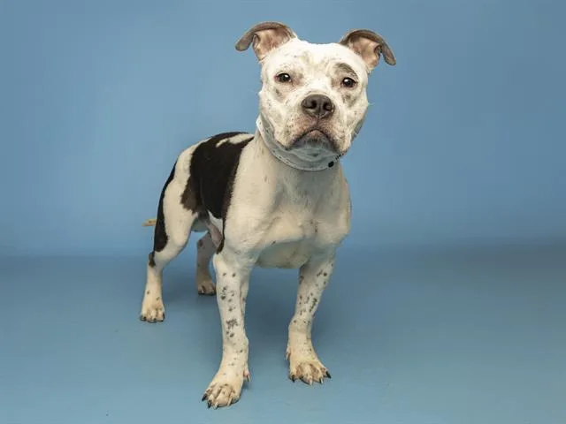 An adult medium-sized male Pit Bull Terrier dog named Frank for adoption in Phoenix, AZ
