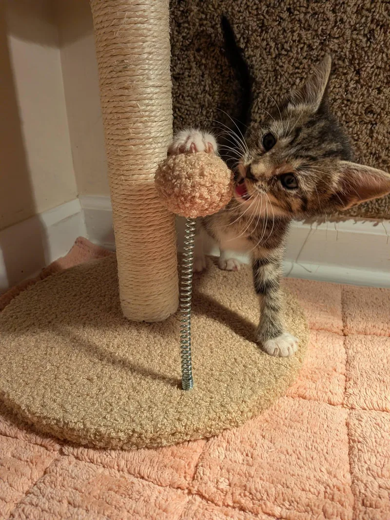 A baby small-sized male Domestic Short Hair cat named Danio for adoption in Clarksville, TN
