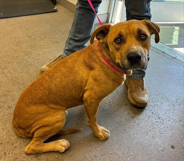 An adult large-sized male Pit Bull Terrier dog named Taquito for adoption in Mesa, AZ