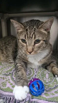 A senior large-sized male Black Domestic Short Hair cat named Socks for adoption in Wichita, KS