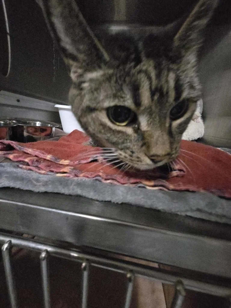 A senior medium-sized female Domestic Short Hair cat named Boo Boo for adoption in Pahrump, NV