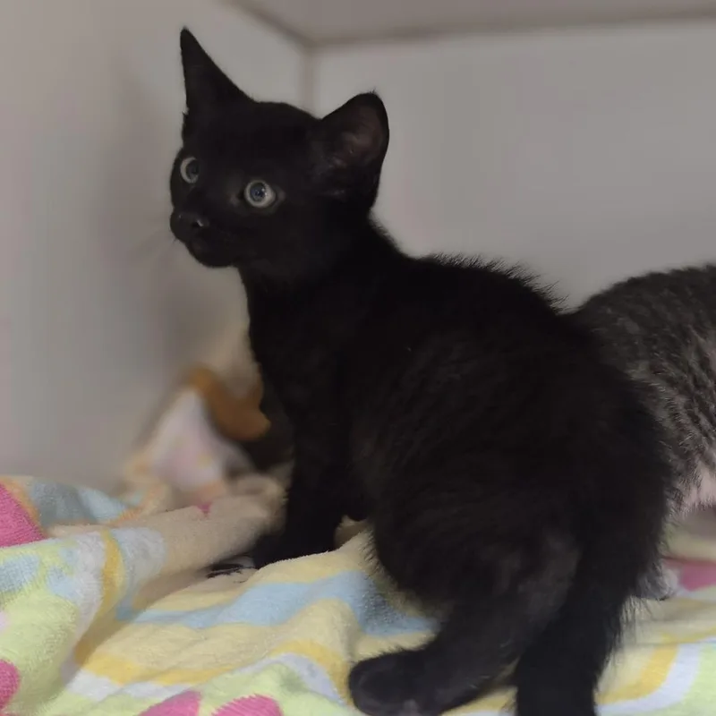 A baby small-sized male Black Domestic Short Hair cat named Catnip Stevens for adoption in Newark, NJ