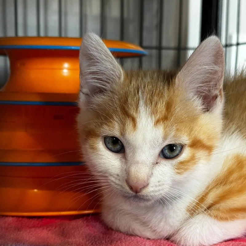 A baby small-sized male Orange / Red Domestic Short Hair cat named Mandarin for adoption in Bradenton, FL