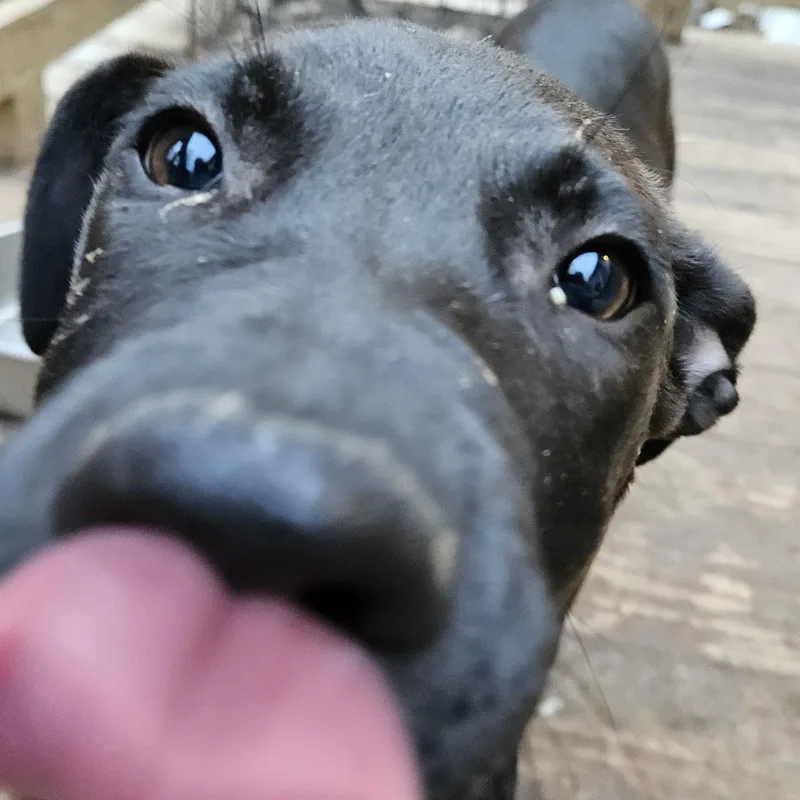 Rose  Mi thumbnail 2