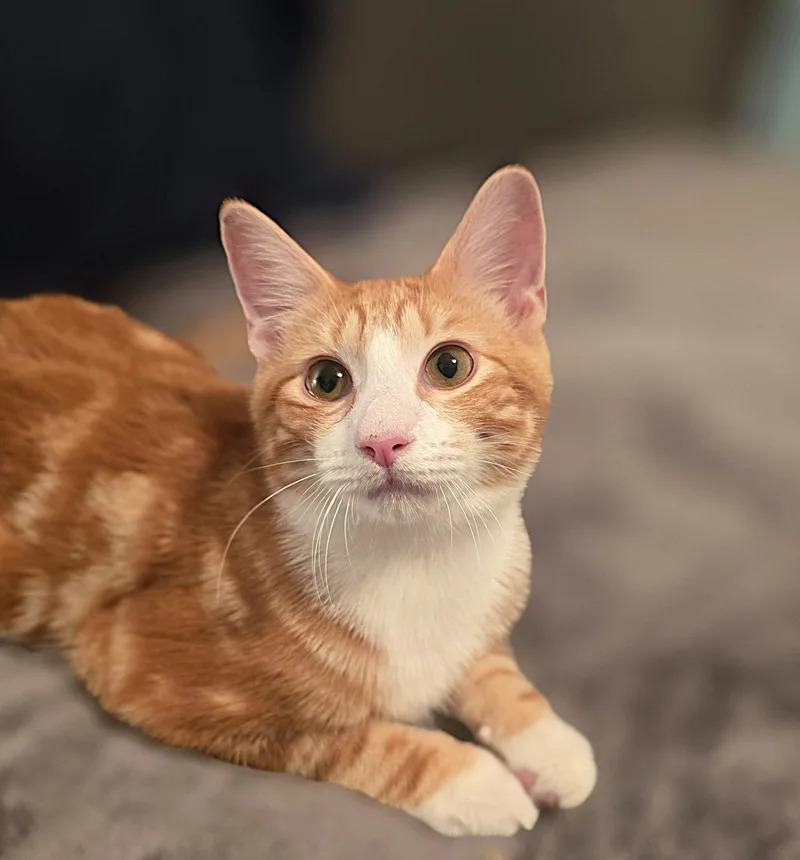 A baby medium-sized male Tabby (Orange / Red) Domestic Short Hair cat named Max for adoption in Wilmington, NC