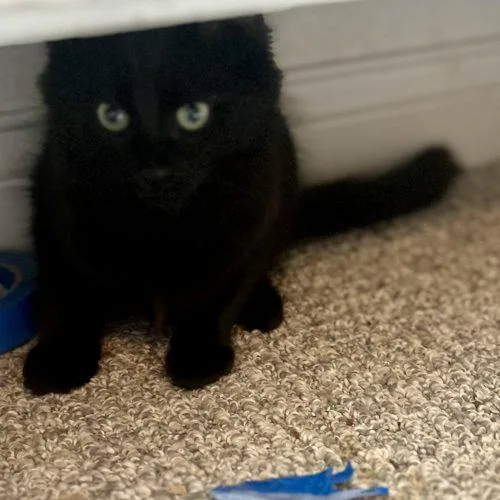 A baby small-sized female Black Domestic Medium Hair cat named Gouda for adoption in Fishers, IN