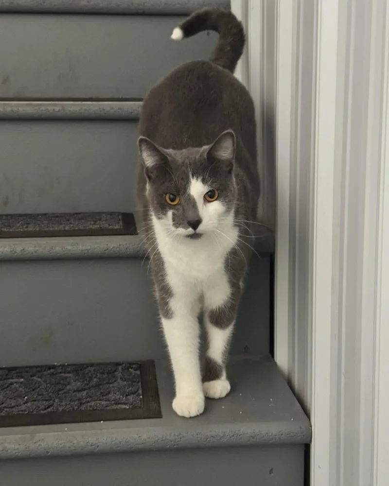 Frank & Cholula thumbnail 3