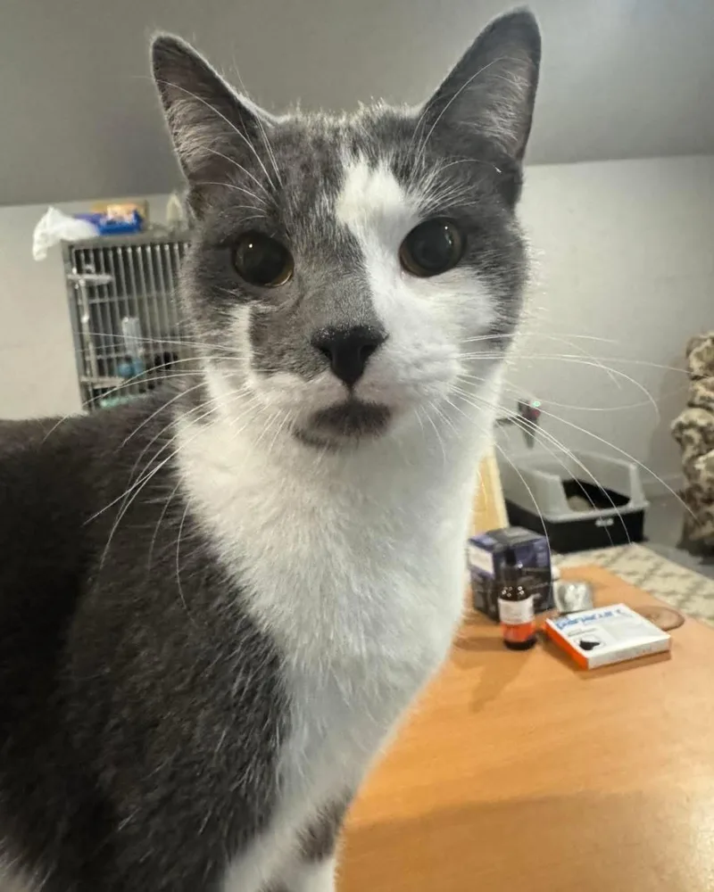 Frank & Cholula thumbnail 4