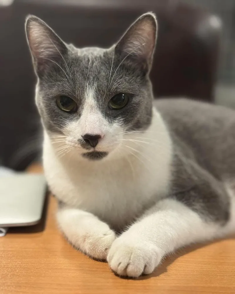 Frank & Cholula thumbnail 5