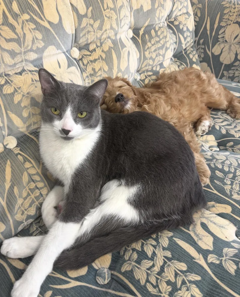 Frank & Cholula thumbnail 6