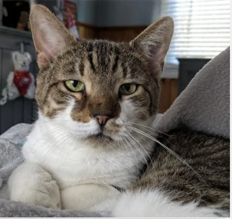 Mackie  the lap thumbnail 5