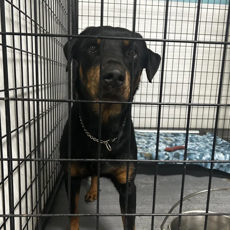 An adult medium-sized female Rottweiler dog named Ryn for adoption in St. Louis, MO