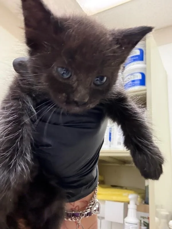 A young medium-sized female Domestic Medium Hair cat named Cora for adoption in Hobbs, NM