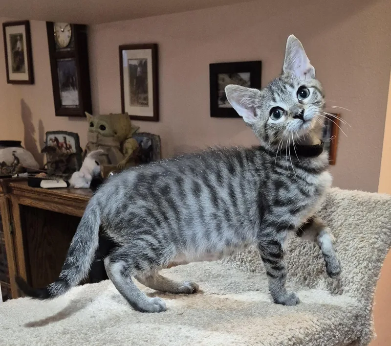 A baby small-sized male Tabby (Brown / Chocolate) Domestic Short Hair cat named Poseidon for adoption in Milwaukee, WI