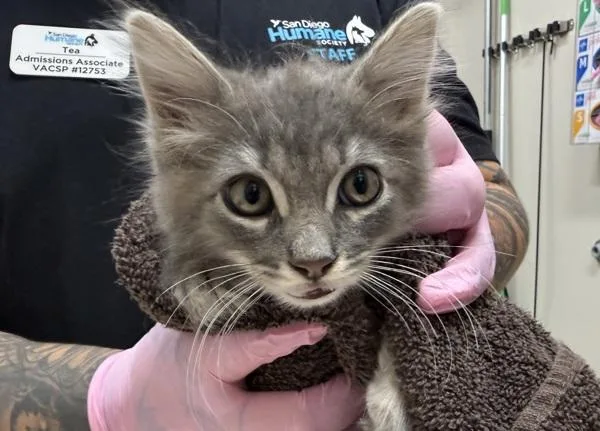 A baby small-sized male Domestic Short Hair cat named Oink for adoption in El Cajon, CA