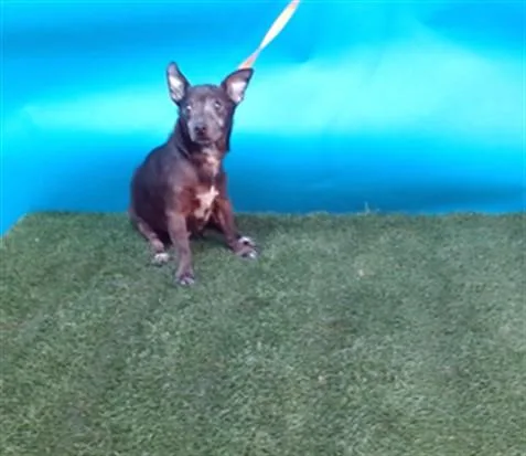 An adult small-sized male Chihuahua dog named Drago for adoption in Gardena, CA