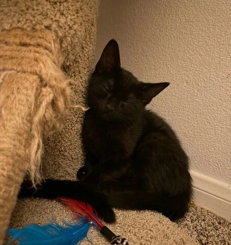 A baby medium-sized male Black Domestic Short Hair cat named Shadow for adoption in Oceanside, CA
