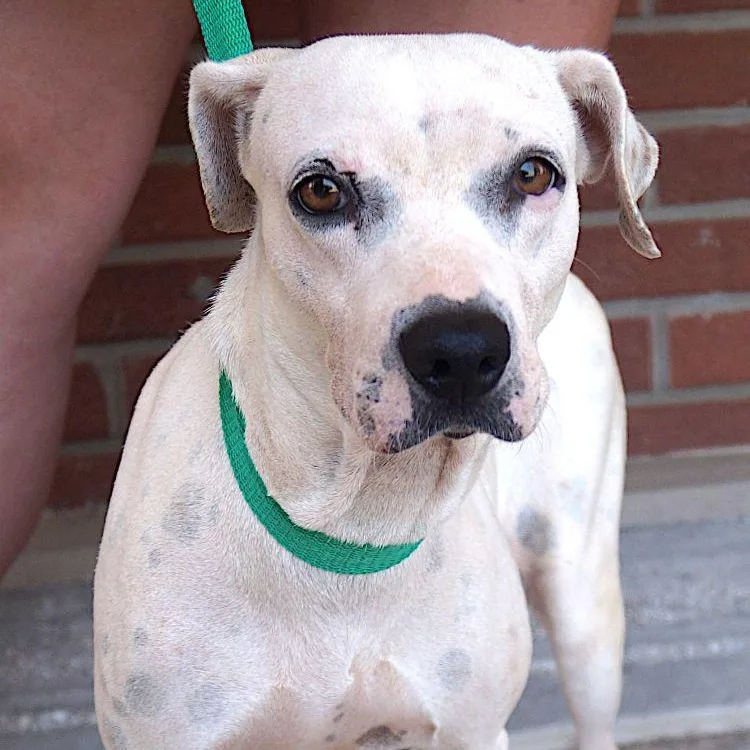 An adult medium-sized female White / Cream Boxer dog named Chelsea for adoption in Carrollton, TX