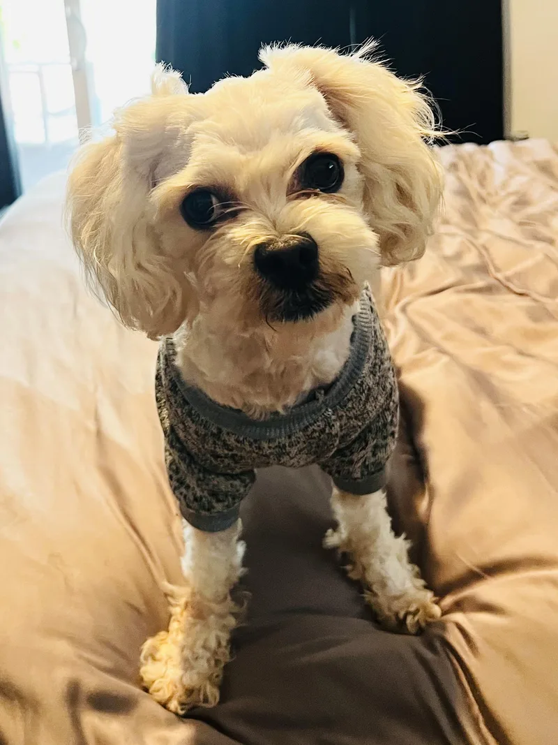 A young small-sized male White / Cream Maltipoo dog named Charlie for adoption in Sunset Beach , CA