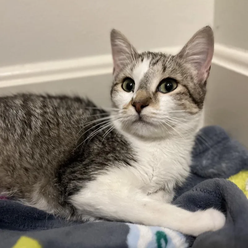 A young medium-sized female Gray / Blue / Silver Domestic Short Hair cat named Silver for adoption in Overland Park, KS